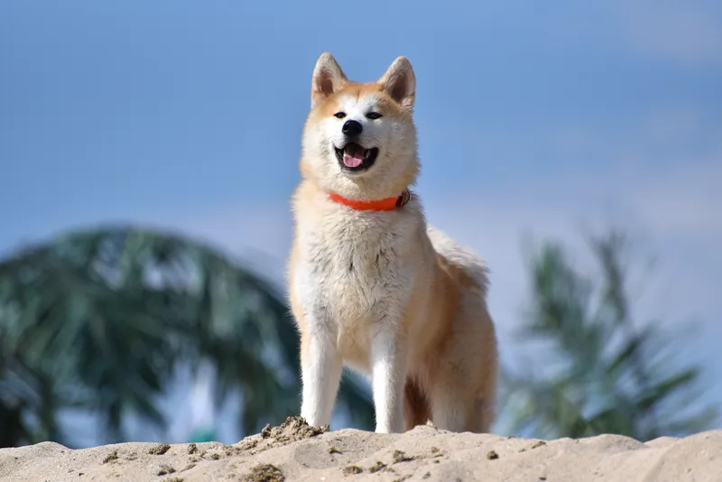 Akita Inu im Porträt