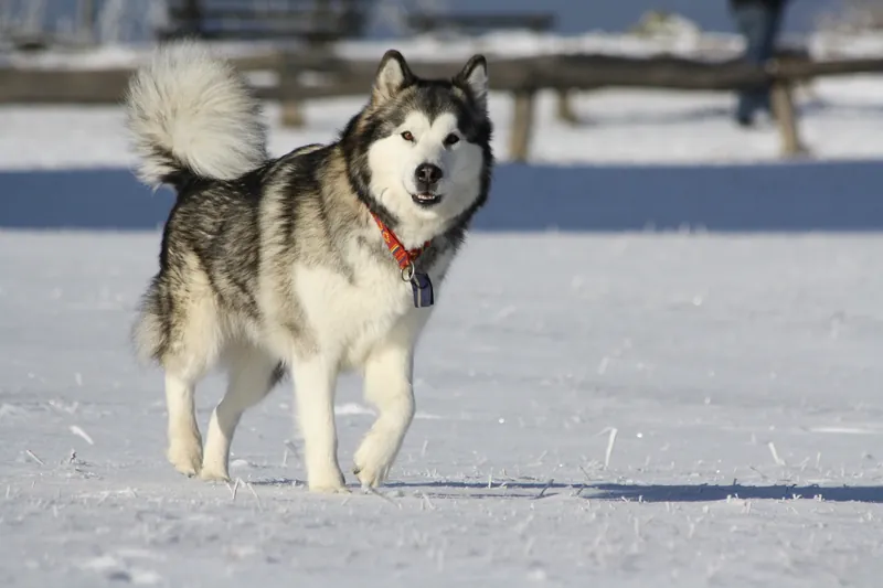 Alaskan Malamute im Porträt