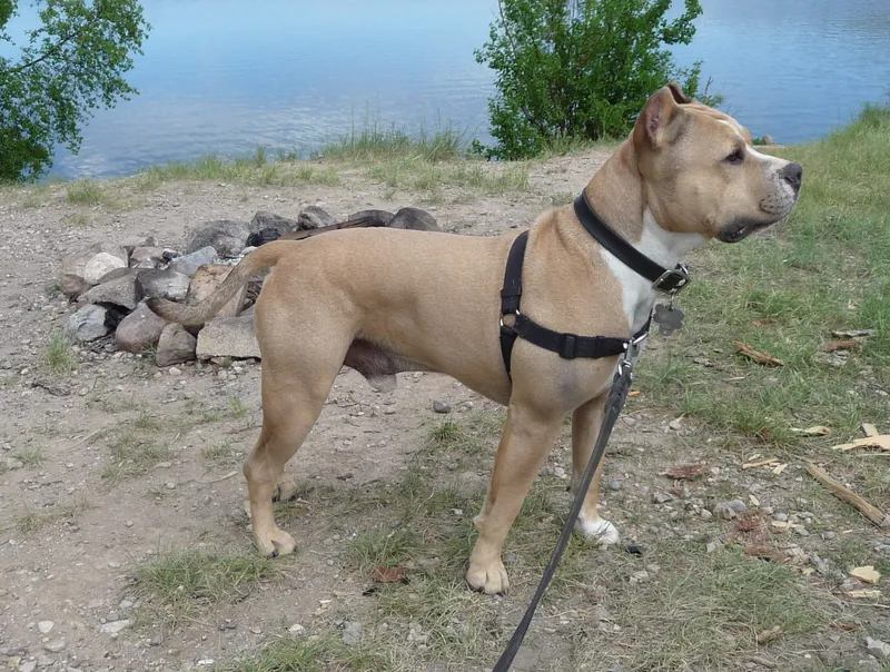 American Staffordshire Terrier im Porträt