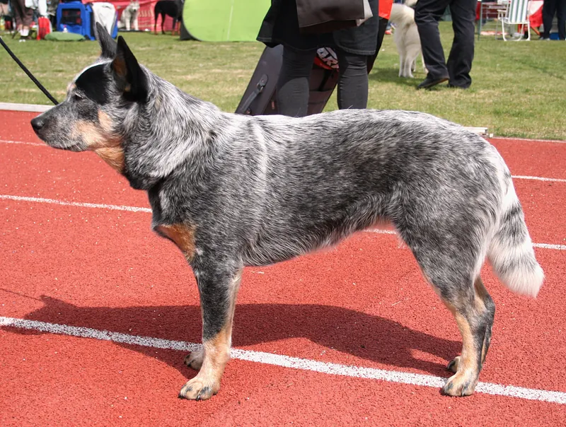 Australian Cattle Dog im Porträt