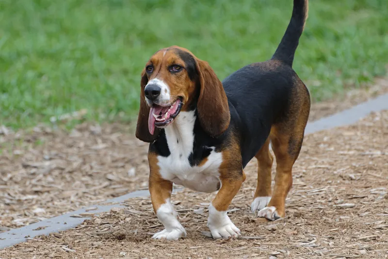 Basset Hound im Porträt