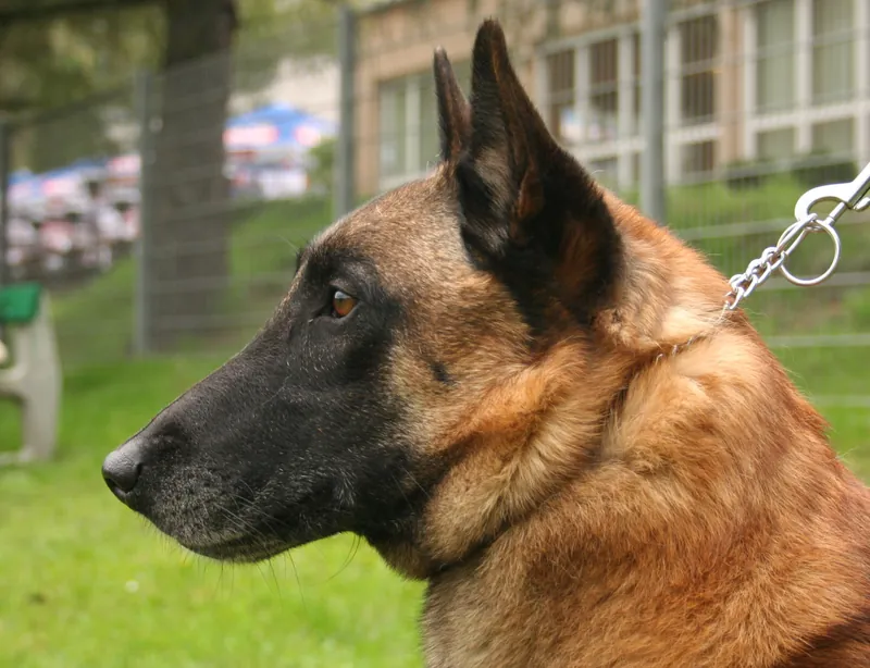 Belgischer Schäferhund (Malinois) im Porträt