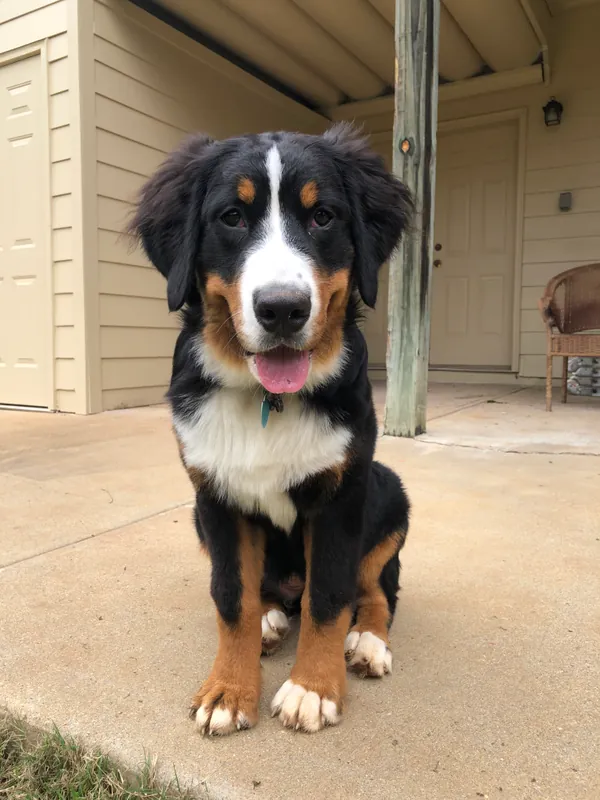 Berner Sennenhund im Porträt