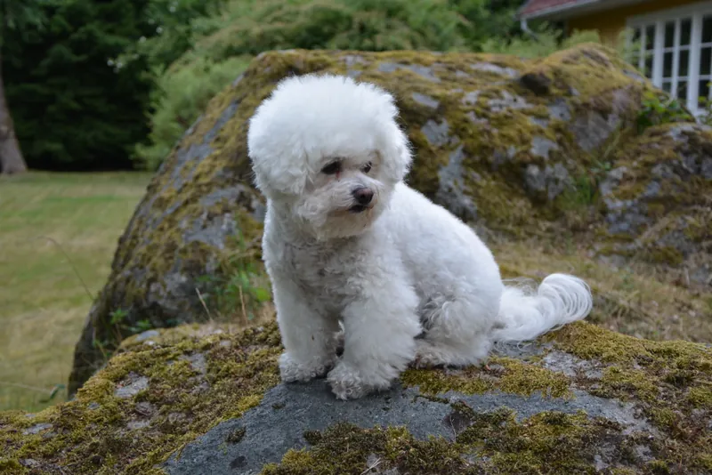 Bichon Frisé im Porträt