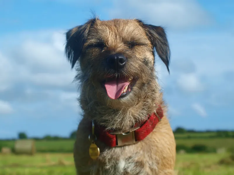 Border Terrier im Porträt