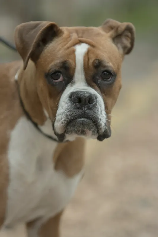 Boxer im Porträt