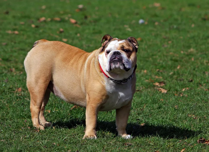 Bulldogge im Porträt