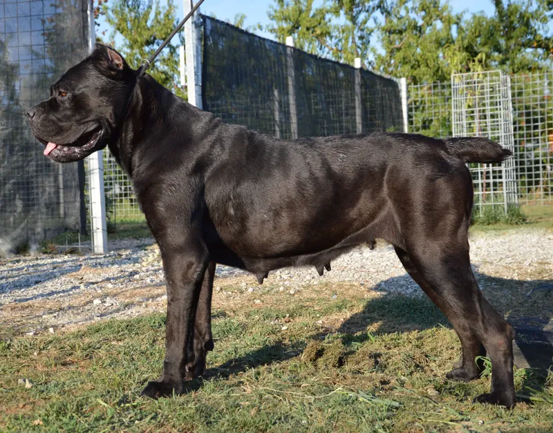 Cane Corso im Porträt