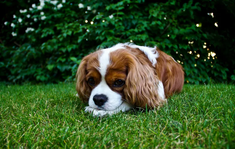 Cavalier King Charles Spaniel im Porträt