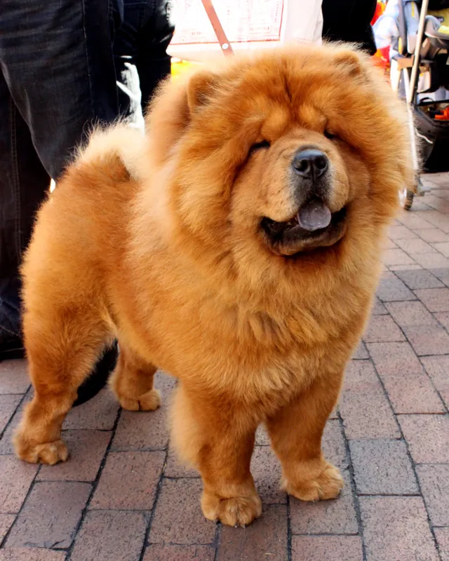 Chow Chow im Porträt