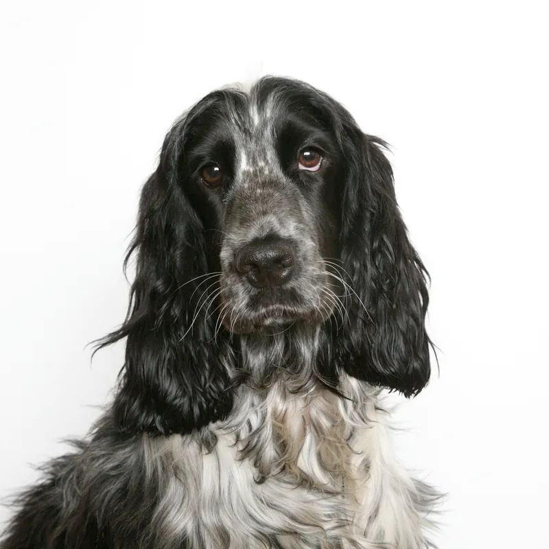 Cocker Spaniel im Porträt