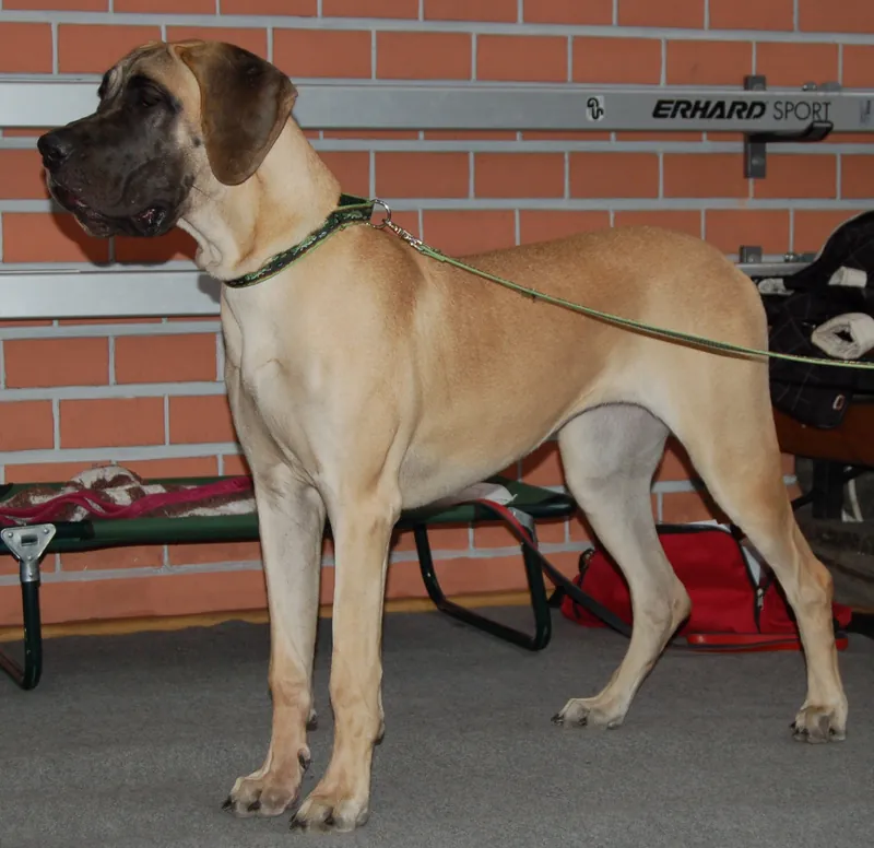 Deutsche Dogge im Porträt
