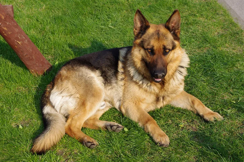 Deutscher Schäferhund im Porträt