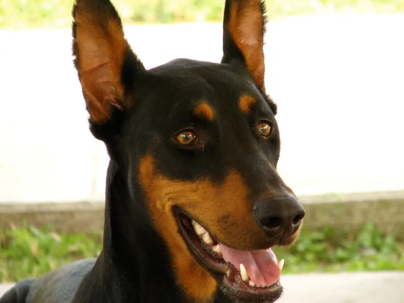 Dobermann im Porträt