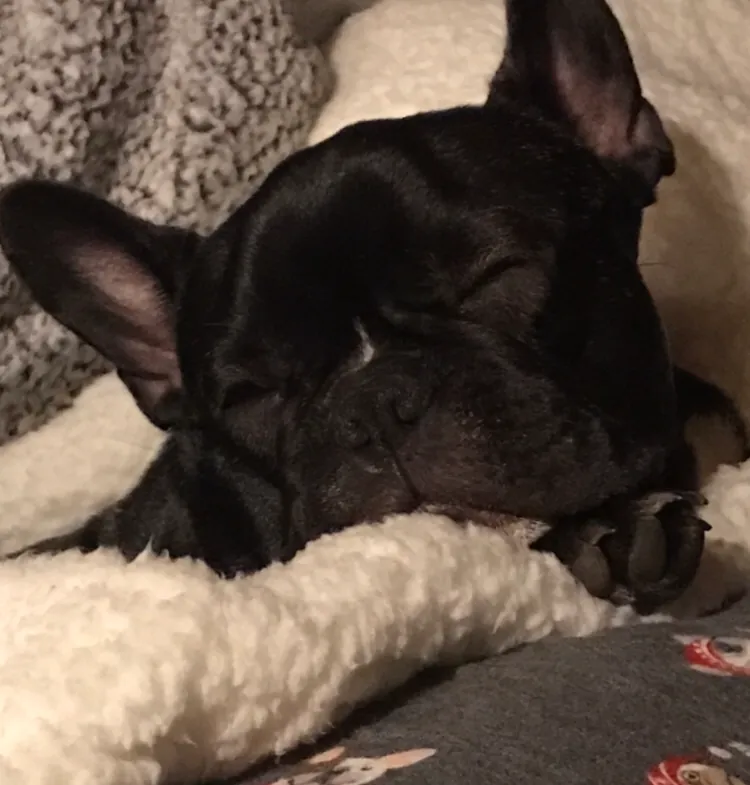 Französische Bulldogge im Porträt