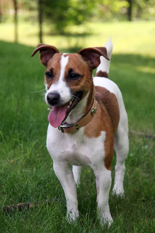 Jack Russell Terrier im Porträt