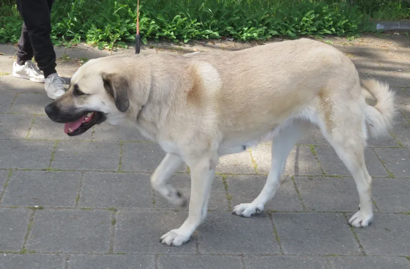 Kangal im Profil beim Spaziergang
