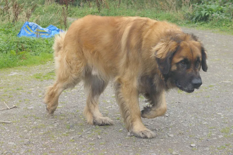 Leonberger im Porträt