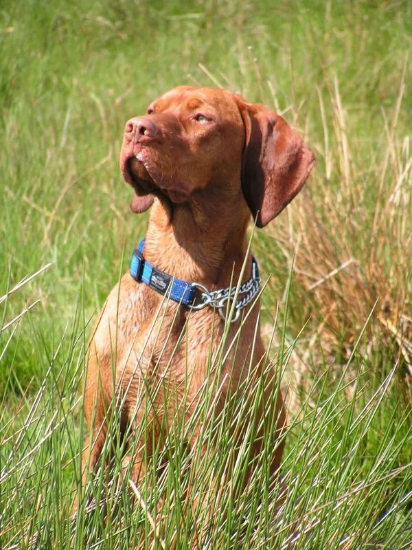 Magyar Vizsla im Porträt