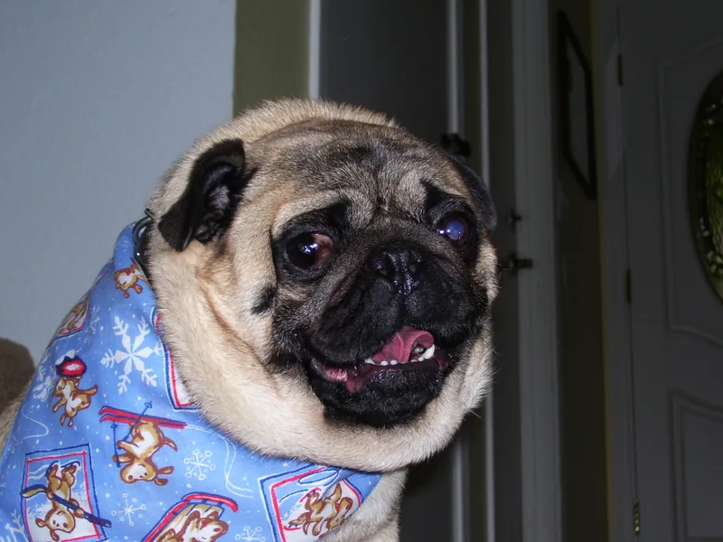 Mops im Porträt