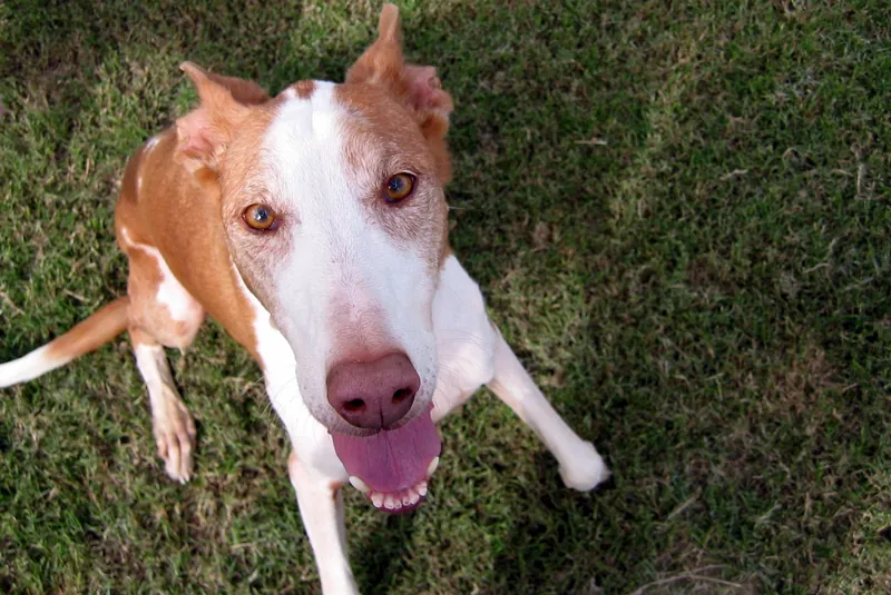 Podenco Ibicenco im Porträt