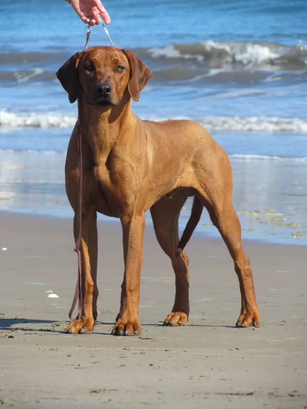 Rhodesian Ridgeback im Porträt