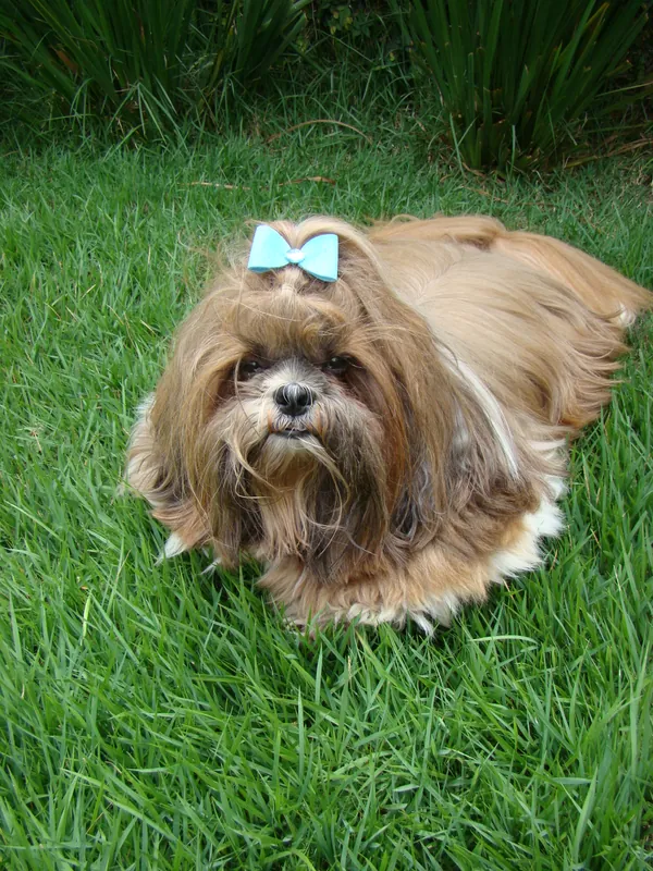 Shih Tzu im Porträt