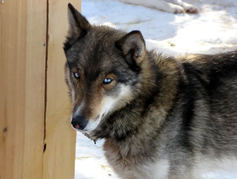 Siberian Husky im Porträt