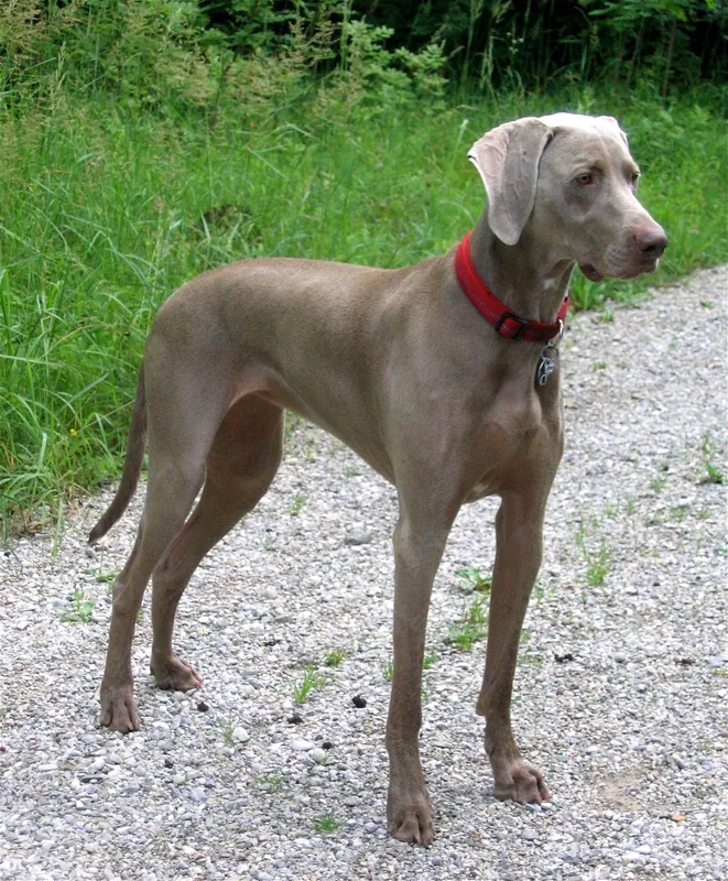 Weimaraner im Porträt
