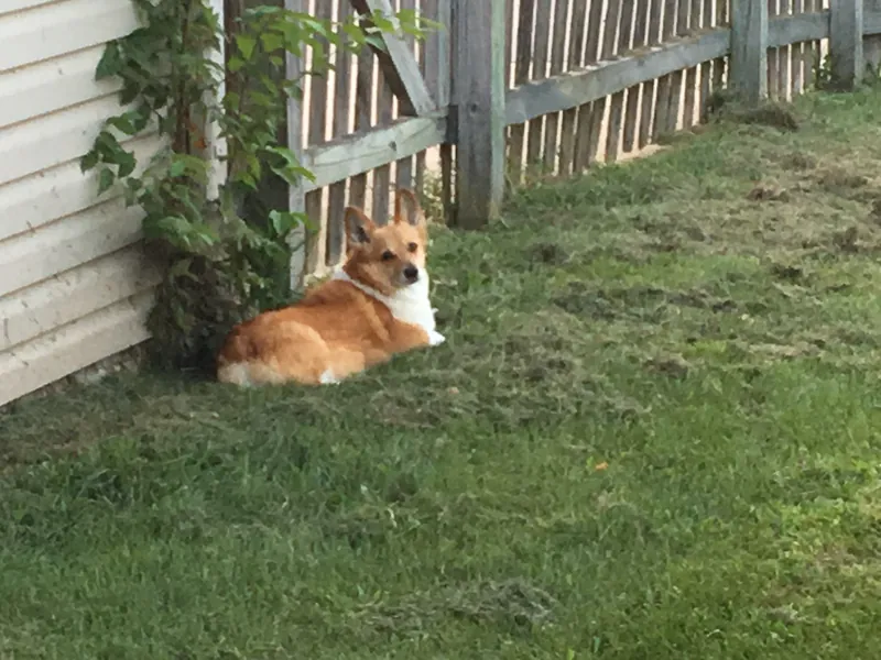 Welsh Corgi Pembroke im Porträt