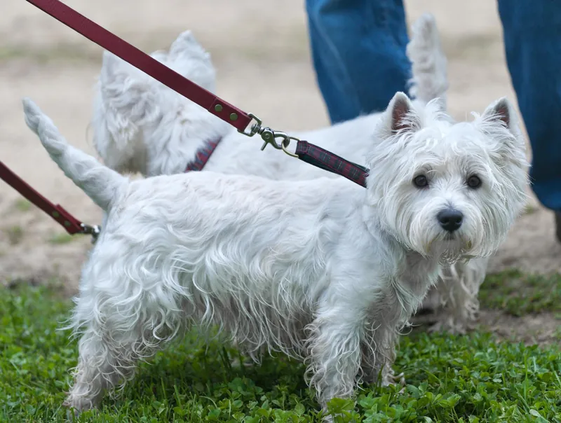 West Highland White Terrier im Porträt