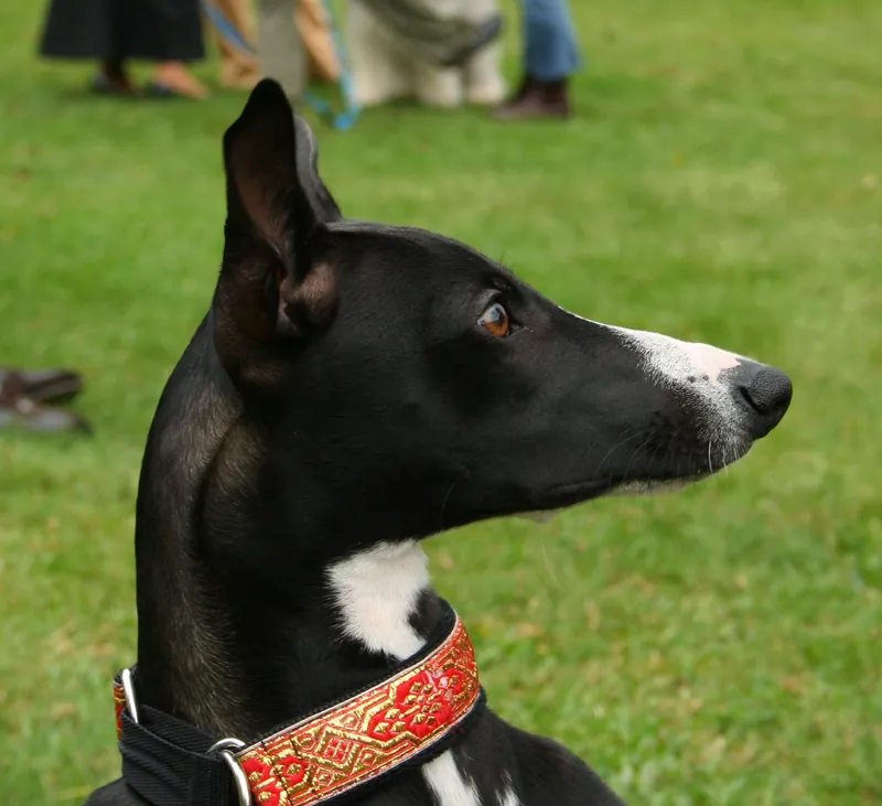 Whippet im Porträt