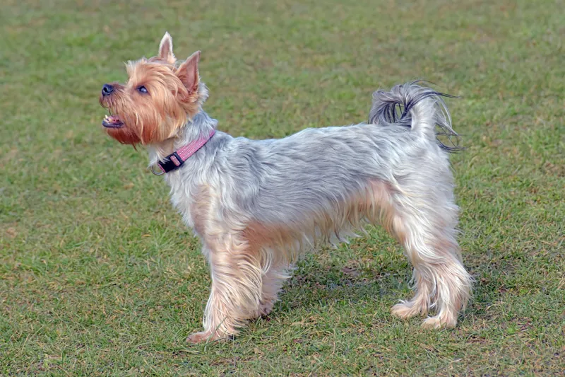 Yorkshire Terrier im Profil auf einer Wiese