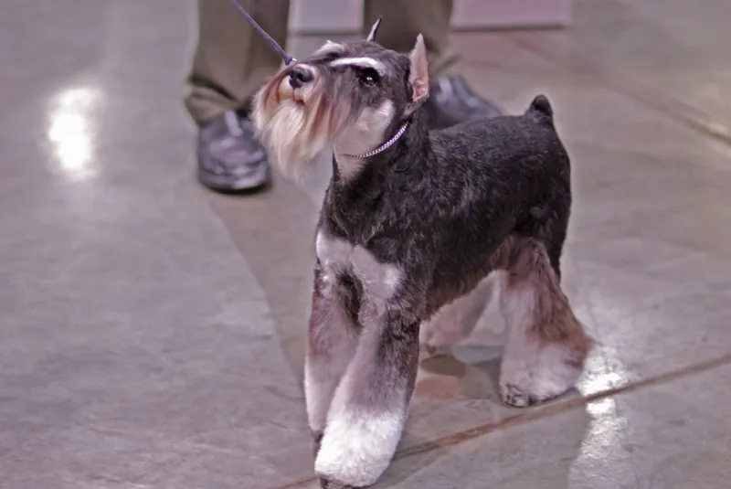 Zwergschnauzer im Porträt