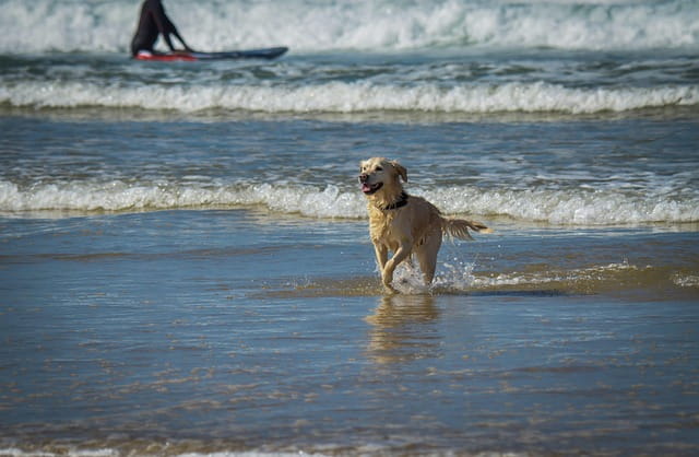 Urlaub mit Hund: Hotel, Ferienwohnung oder Campingplatz?