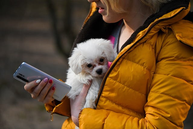 PfotenPass: Die digitale Hundeakte für wichtige Informationen