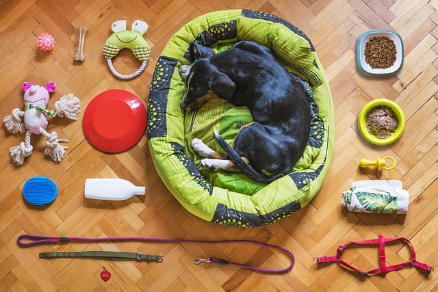 Die Grundausstattung für Hundebesitzer:innen: Checkliste und Tipps