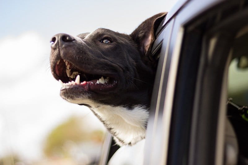 Hundeautositz: So transportierst du deinen Hund sicher im Auto