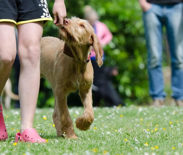Die richtige Hundeschule finden – worauf du achten solltest