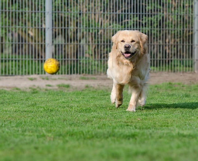 Hund aus dem Tierheim adoptieren: Ablauf, Kosten und Vorbereitung