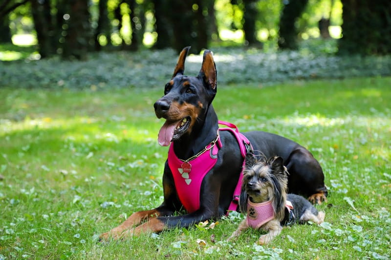 Hundegeschirre: Worauf du beim Kauf achten solltest