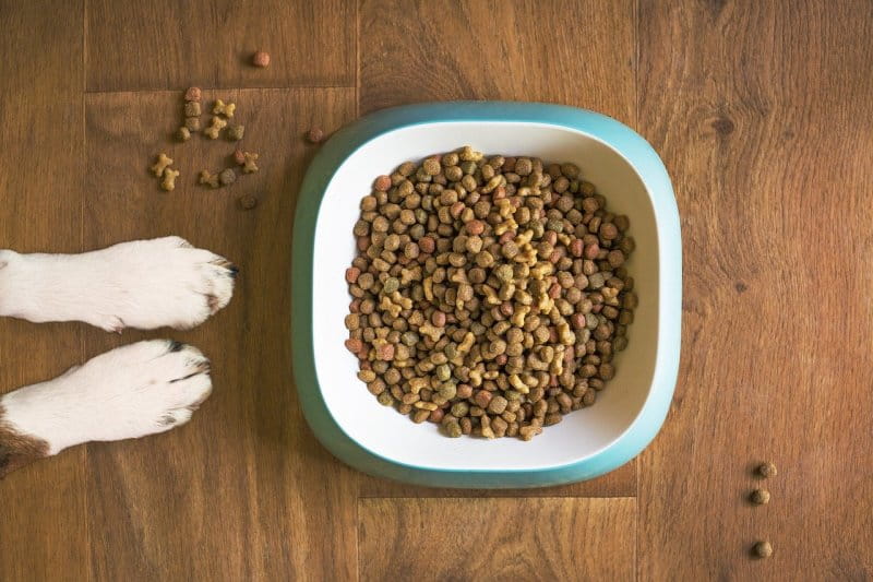 Das richtige Hundefutter: Tipps für eine gesunde Ernährung