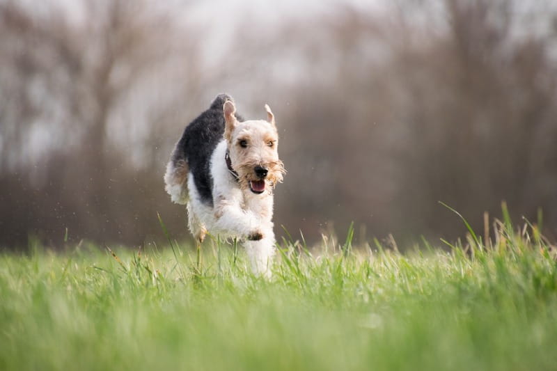 Zeckenschutz beim Hund: Zeckenzange, Zeckenkarte, Flohhalsband & Co. im Vergleich