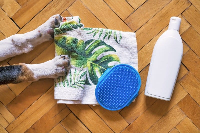 Pflege-Routine für deinen Hund: Fell, Zähne, Pfoten