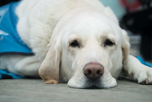 Erste Hilfe beim Hund: Wann sofort zum Tierarzt?