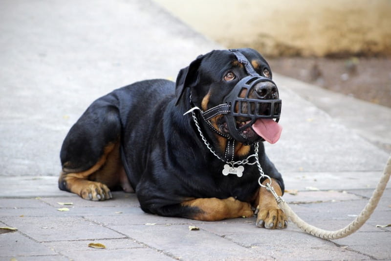 Maulkorb für Hunde: Wann sinnvoll, wann Pflicht?