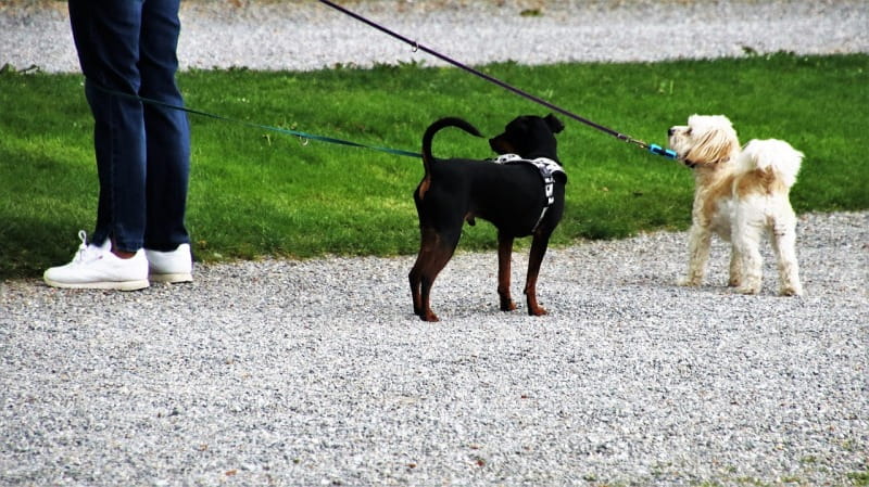 Die Hunde-Doppelleine: Für wen sie sich eignet