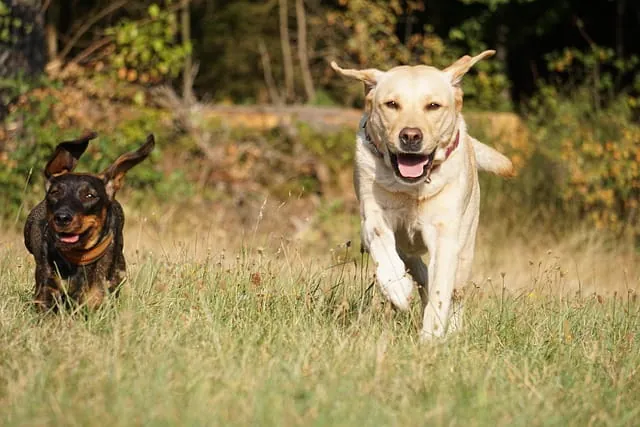 Einzeltraining vs. Gruppentraining: Was passt zu deinem Hund?