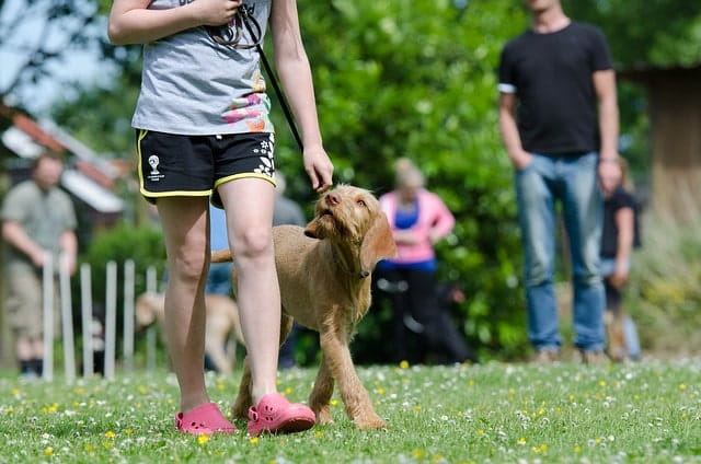 Hundepfeife im Training: So setzt du sie richtig ein